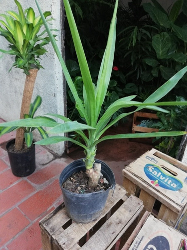 Planta Palo Tropical Yuca