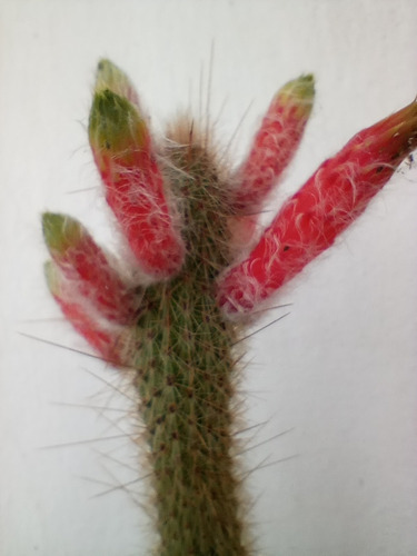 Cactus  Cleistocactus  53 Cm Aprox Ya Enraizó. S/ Maceta. 