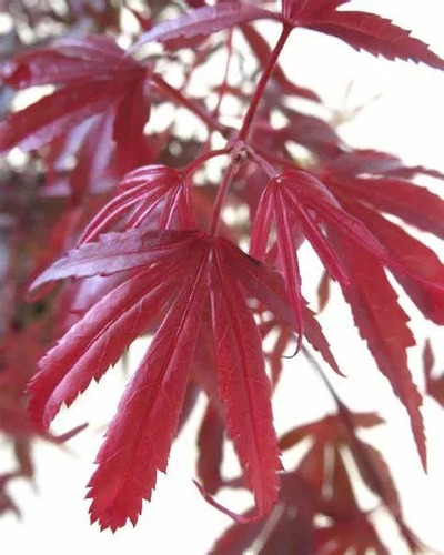 Arbol Acer Palmatum, Arce Japonés, Arce Enano 20lts