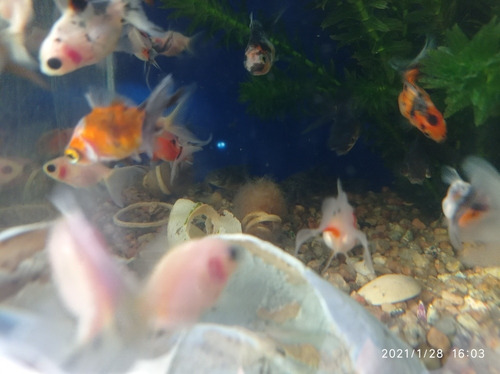 Imagen 7 de 11 de Combo Peces De Agua Fría. Acuario Aquariumba