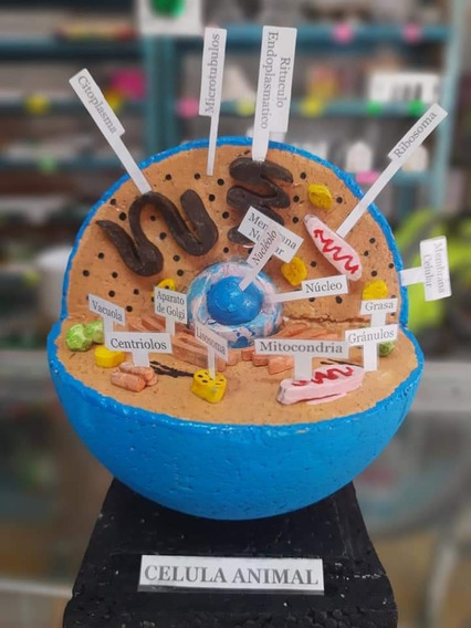Maquetas De Celula Animal Y Vegetal | MercadoLibre ???? Maquetas De Celula Animal Y Vegetal | MercadoLibre ????