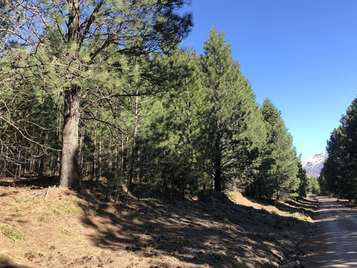 Imagen 8 de 13 de Venta 3 Lotes Linderos Chapelco Golf - San Martin De Los Andes