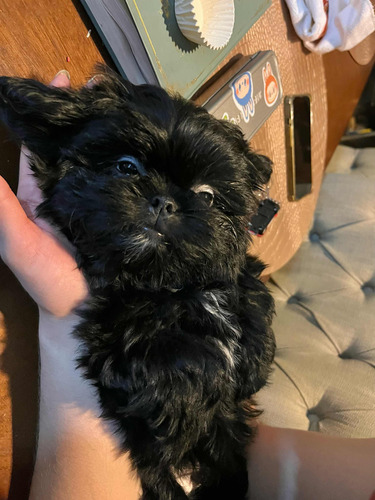 Shitzu Cachorro Macho