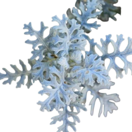 Planta Cineraria Marítima (senecio Cineraria)