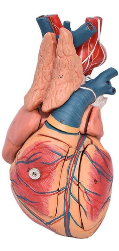 Cavidade Torácica 17 Partes Anatomia Humana Estudo Fisiologi