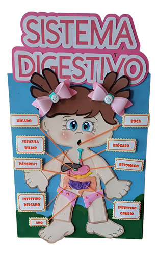 Maqueta Del Sistema Digestivo Niño