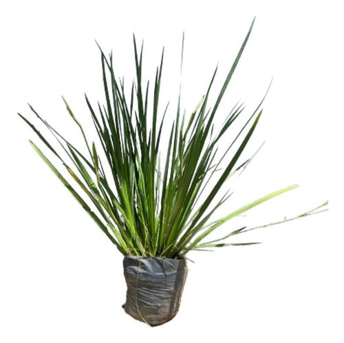 Plantas De Dietes Blanco Vivero Mayorista  8lts Pack X26