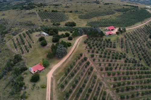 Imagen 3 de 30 de Campo Ovicola En Garzon - 212 Hectareas