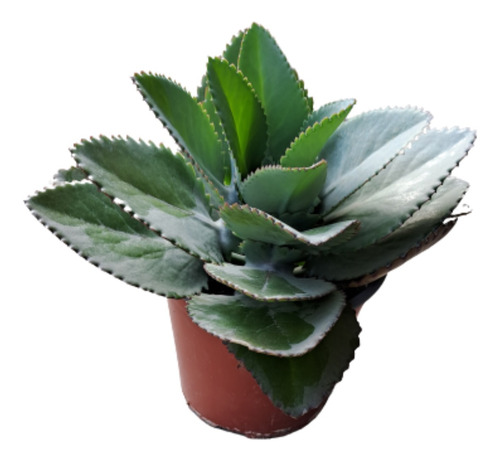 Planta Kalanchoe Original