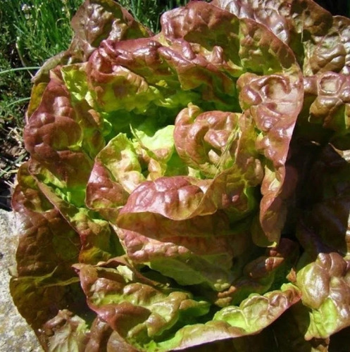 Semillas Organicas Lechuga Maravilla De Las 4 Estaciones