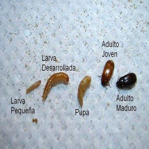 Imagen 2 de 2 de Cucarron,gorgojo Chino,escarabajo Mani Med - g a $1
