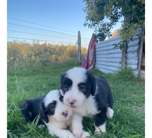 Cachorros Pastor Inglés