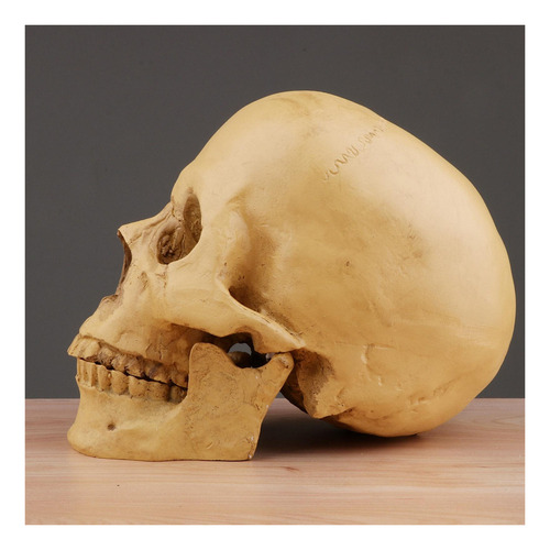 Cráneo Humano Artificial De Tamaño Real De 6,5 Pulgadas,