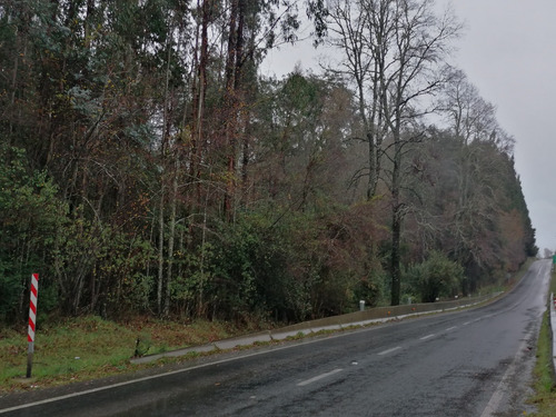 Campo Forestal Con Eucaliptos, De 67 Hás En Reumén, Paillaco