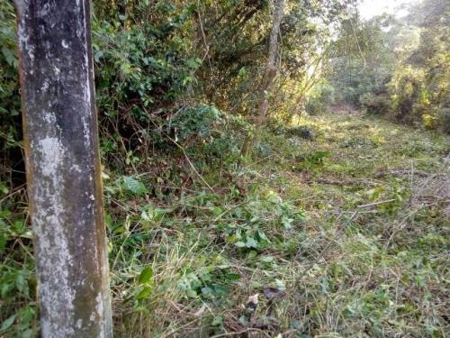 Imagem 7 de 10 de Terreno A 500 Metros Do Rio Em Itanhaém - 6462