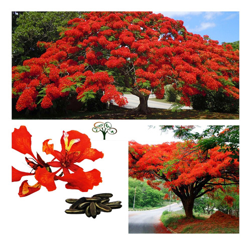 50 Sementes Flamboyant Flamboiã Acacia Rubra -linda Exótica!