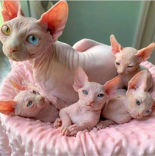 Gatos Sphynx. Esfinge. Pelados. Soñados!!