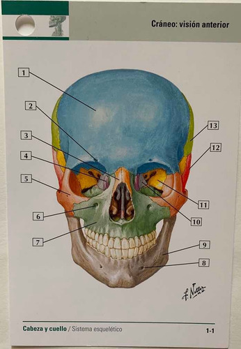 Netter Flash Card De Anatomia 5a Ed Originales Y Nuevas
