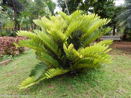 Zamia Furfuracea Grande 