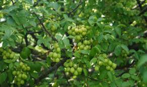 2 Sementes De Umbu Verdadeiro P/ Estaquia Produz C/ 1 Ano