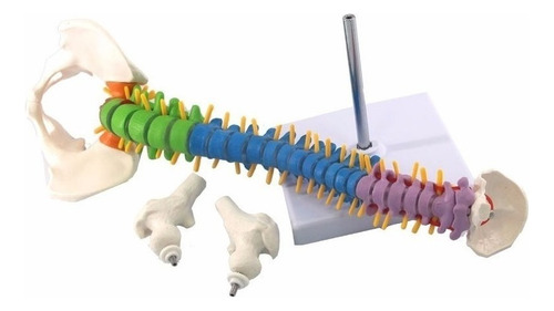 Modelo De Anatomía De La Columna Vertebral Humana