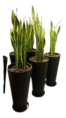 Plantas Sansevierias + Maceta Cono Fibrocemento + Tierra