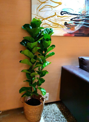 Imagen 5 de 8 de Ficus Lyrata Oferta !!!