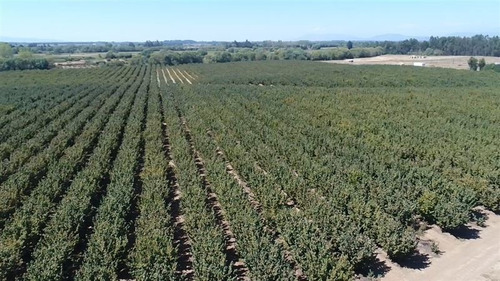 Imagen 2 de 12 de Agrícola En Venta En Pelarco