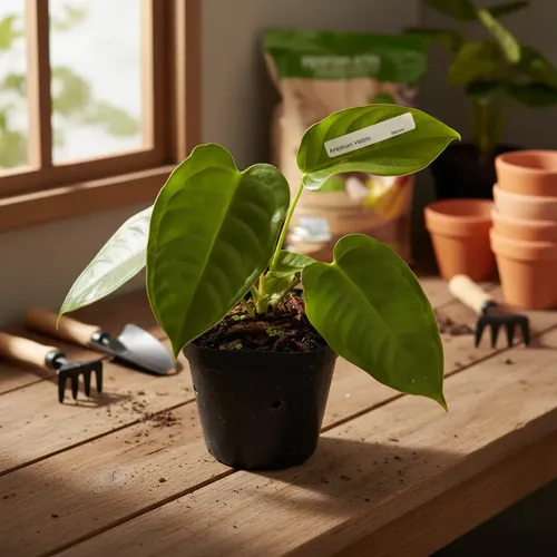 Anthurium Veitchii Linda Muda Com 2 Folhas | MercadoLivre