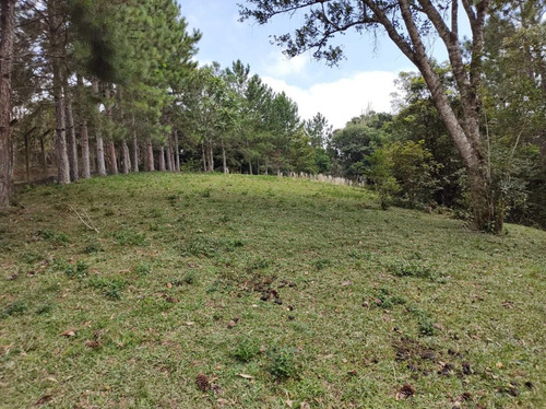 Imagem 5 de 17 de Juquitiba/linda Chácara P/moradia C/piscina/ac/propostas
