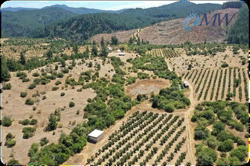 Precioso Campo En La Región Del Maule, Comuna De Pencahue.