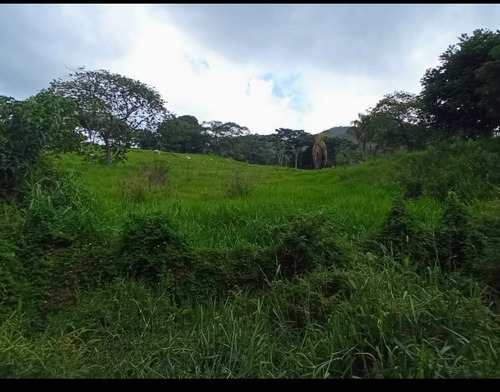 Imagen 21 de 30 de Vendo Finca En Tocuyito Vía Cachinche ( Dt )