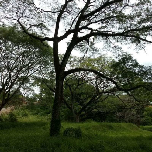 Imagen 11 de 14 de Lotes P/quintas Desde ¢24.5 Millones, 5.000 M2, San Mateo