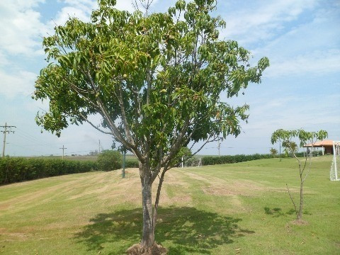 Imagem 5 de 26 de Chacara - Ch00122 - 1936481