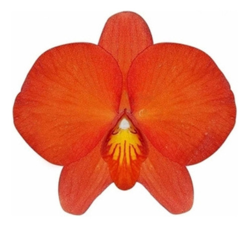 Mini Orquídea Sophronitis Grandiflora Planta Adulta