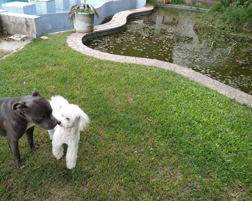 Imagen 4 de 9 de Pensionado Guarderia Canina_ Experiencia_seguridad_atención
