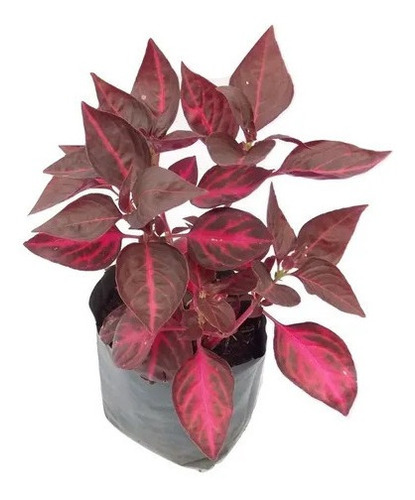 Imagen 2 de 2 de Amaranto Iresine (planta)
