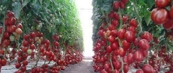 Solução Hidroponia Hortaliças Flor Morango Tomate Fase 1b