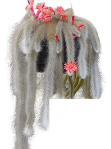 comprar Sementes Cactos Rabo De Macaco Hildewintera Colademononis
