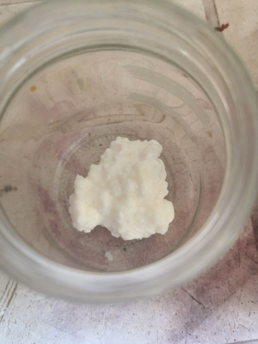 Kefir Búlgaros De Leche Para Yogurt + Instructivo + Envio
