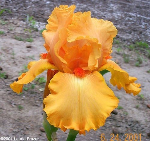 1 Rizoma De Iris Germánica  Orange Glazed