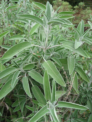 15 Semillas Salvia Officinalis - Salvia Comun $39.00 Cod.195