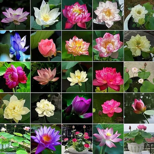 comprar 100 Semillas De Loto Para Bonsai Semillas De Plantas De Flor