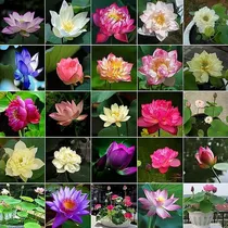 Comprar 100 Semillas De Loto Para Bonsai Semillas De Plantas De Flor