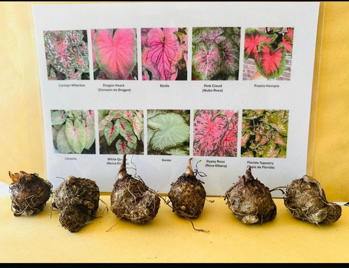 Bulbos Planta Caladium Import. Pack X 6 Bulbos Variados