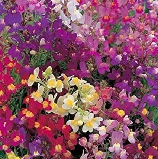 Toadflax Ramo De Semillas De Flores Enanas, 5000 Semillas Po