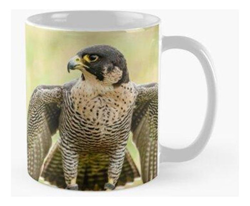 Taza Halcón Peregrino En Reposo Calidad Premium