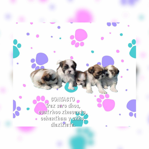 Hermosos Shitzu O Shihtzu Miniaturas