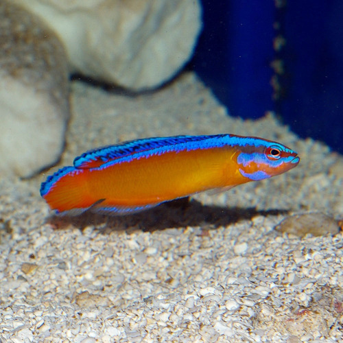 Neon Dottyback 4-5cm (pseudochromis Aldabraensis)