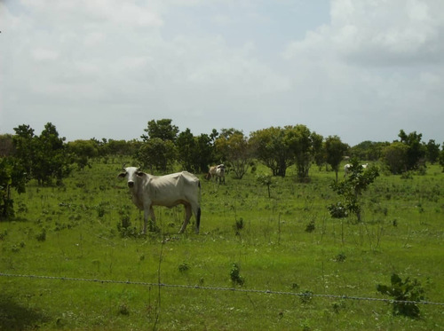 Imagen 1 de 12 de 350 Hectareas De Tierra Parmana Espino Morichales Y Pozos